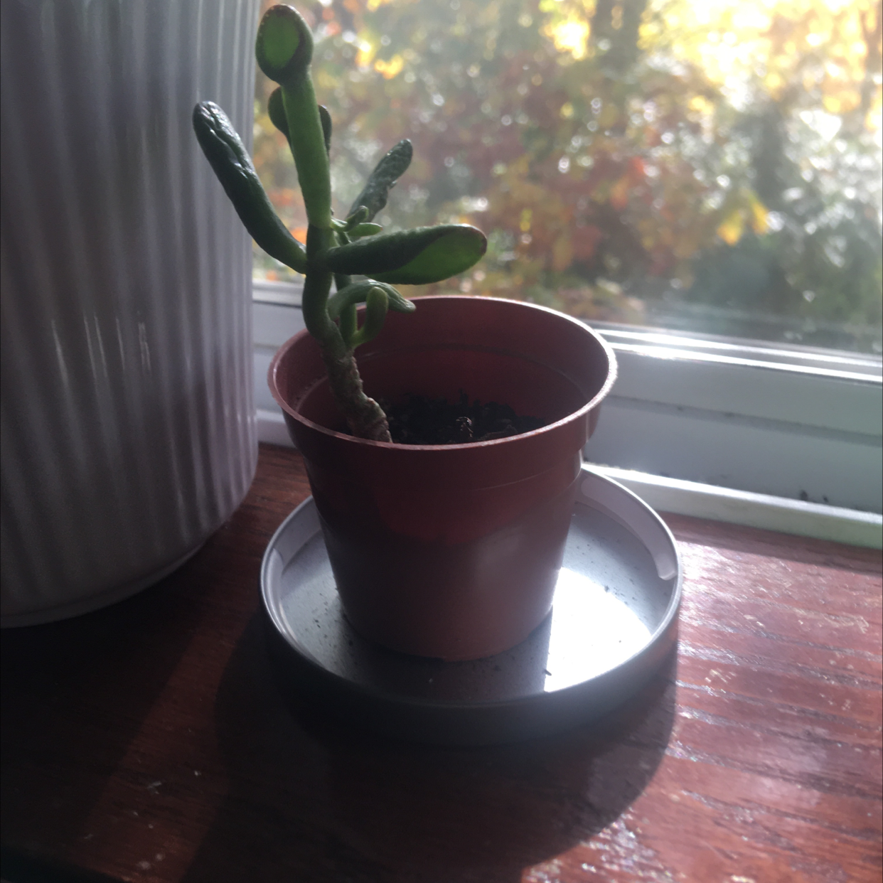 Small Tree Stonecrop (Sedum dendroideum) in a brown pot on a saucer, placed by a window.