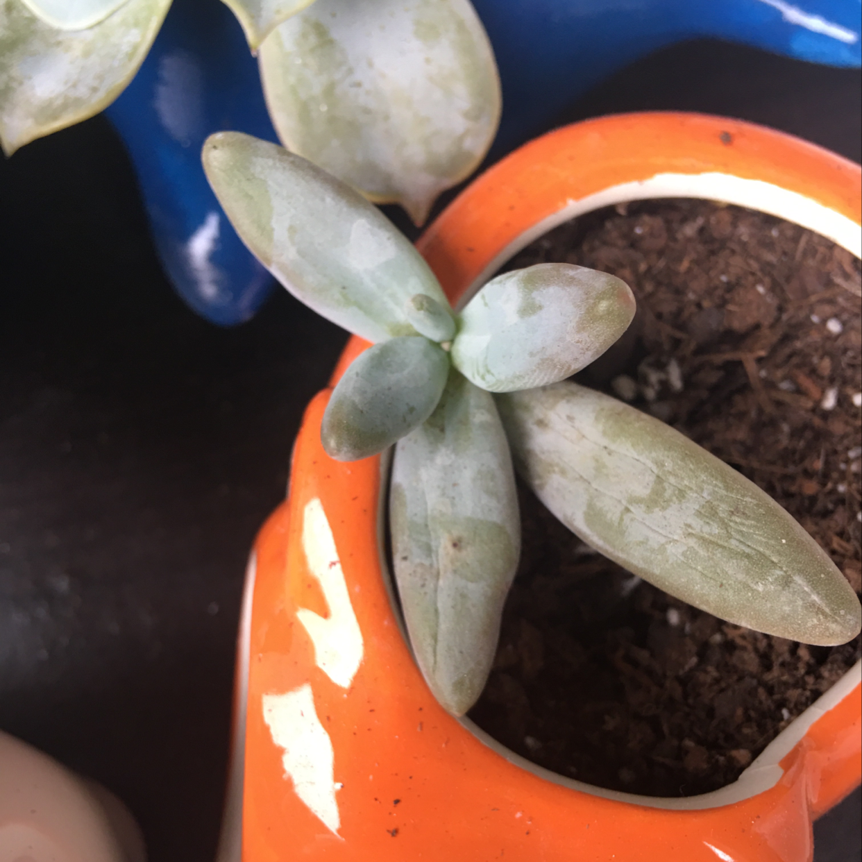 Ghost Plant in an orange pot with visible soil and some leaf discoloration.