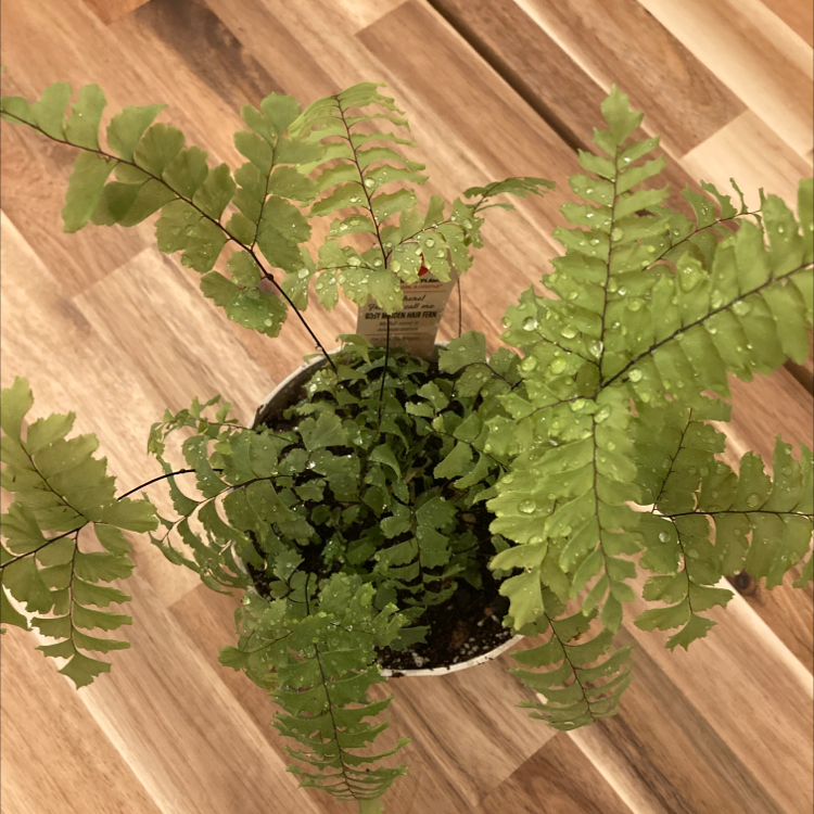Northern Maidenhair Fern in a pot with vibrant green leaves and visible soil.