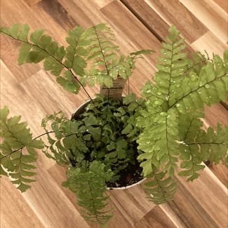 Northern Maidenhair Fern plant in Somewhere on Earth
