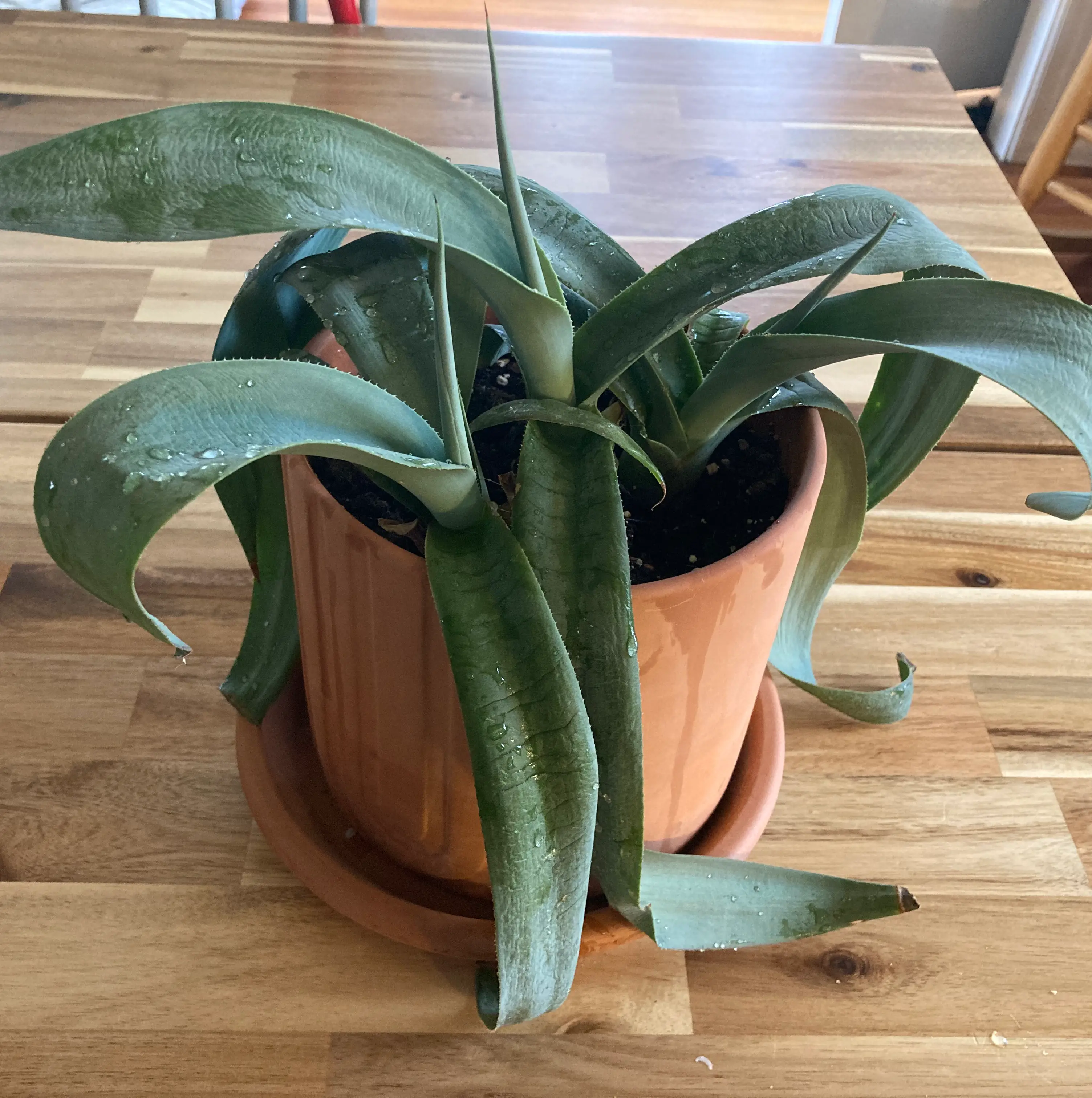 A healthy young Century Plant in a terracotta pot, with long pointed blue-green leaves.