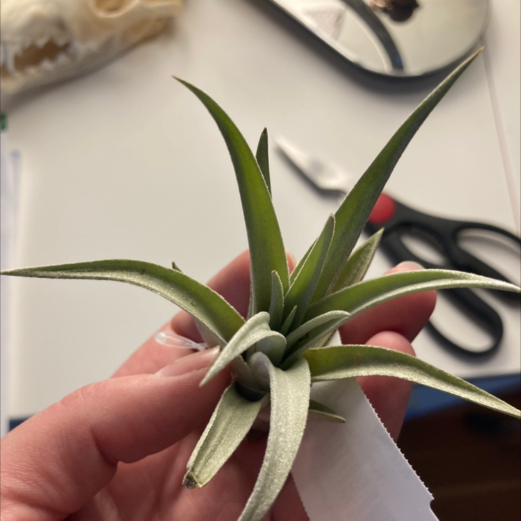 Tillandsia harrisii plant being held by a hand, appears healthy.