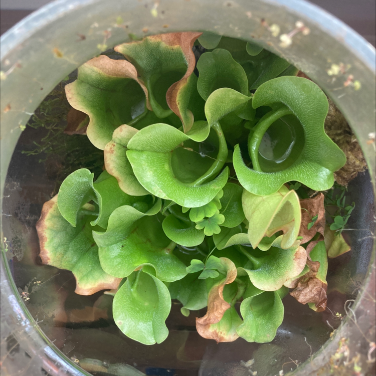 Purple Pitcher Plant in a glass container with some browning leaves.
