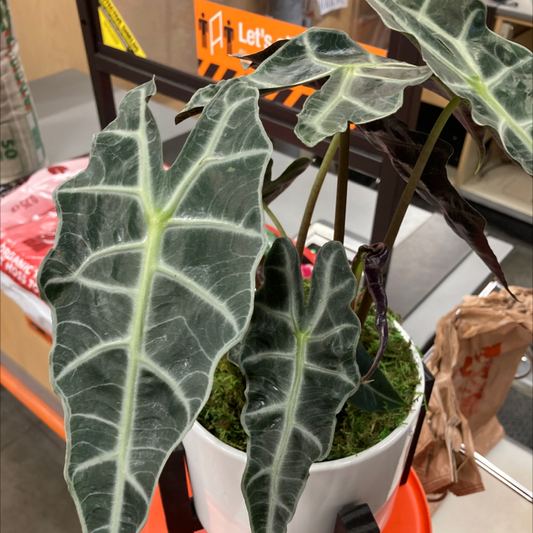 Photo of the plant species Kris Plant by Susan named Jurassic on Greg, the plant care app