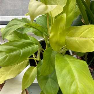 Golden Goddess Philodendron plant in Somewhere on Earth