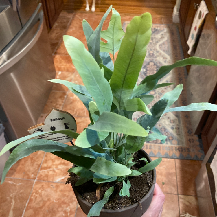 Blue Star Fern in a small pot with visible soil, held by a hand.