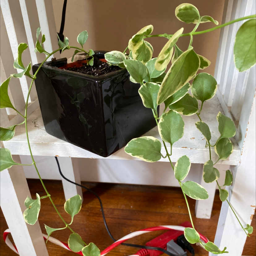 Potted Greater Periwinkle plant with vining stems and green leaves, some showing slight yellowing. Sitting on wooden shelf.