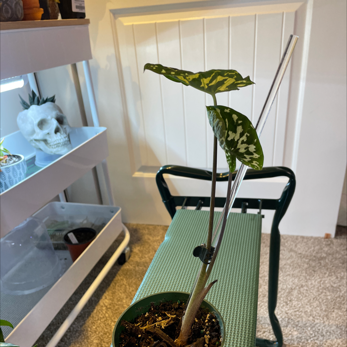 Caladium Hilo Beauty plant in a small pot with variegated leaves and visible soil.