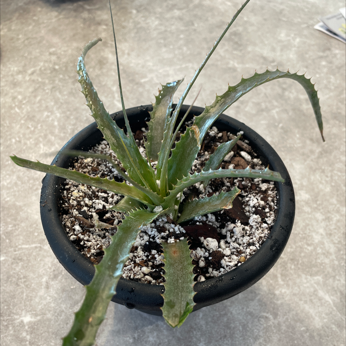 Your plant