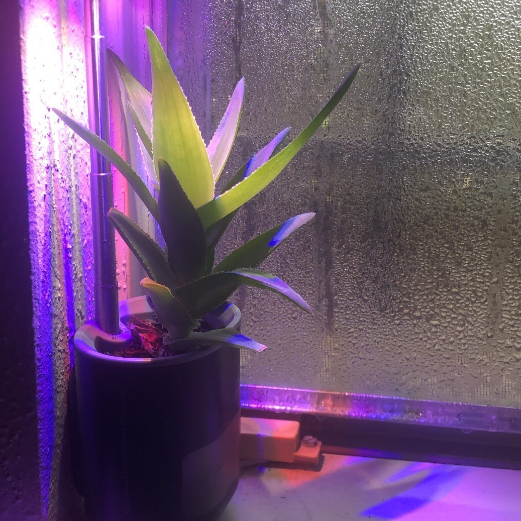 Climbing Aloe plant near a window with condensation, under artificial lighting.
