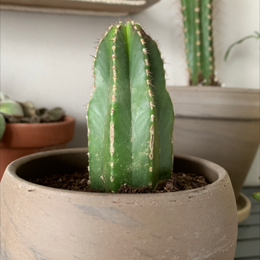 Pleated Cereus plant in a pot with visible soil, well-framed and in focus.