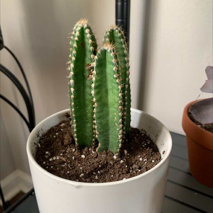 Columnar Cactus in a white pot with visible soil, appears healthy.