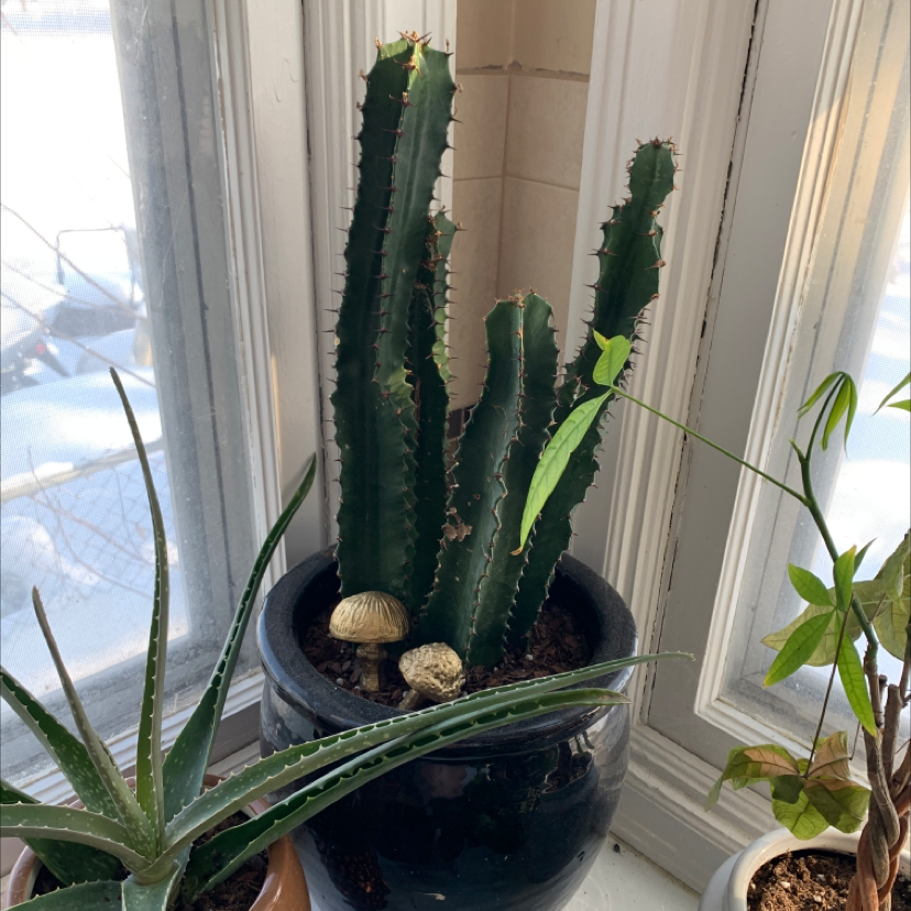 Hedge Cactus (Cereus hildmannianus) in a pot on a windowsill with other plants visible.