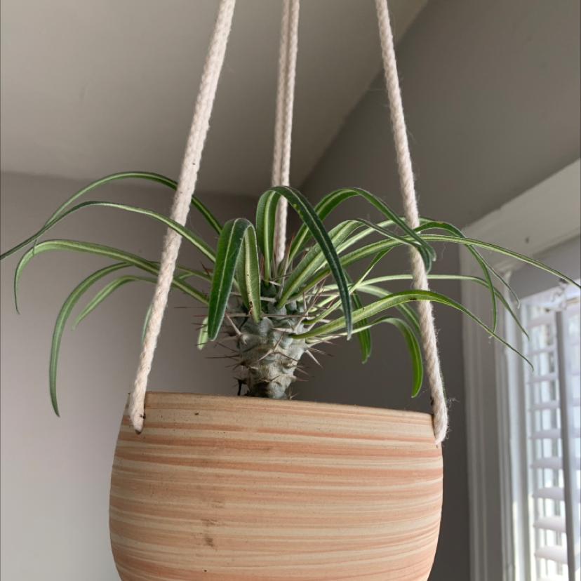 Madagascar Palm in a hanging pot with healthy green leaves.