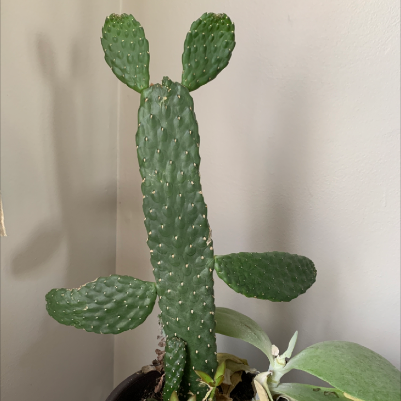 Barbary Fig cactus with multiple pads, healthy appearance, no flowers.