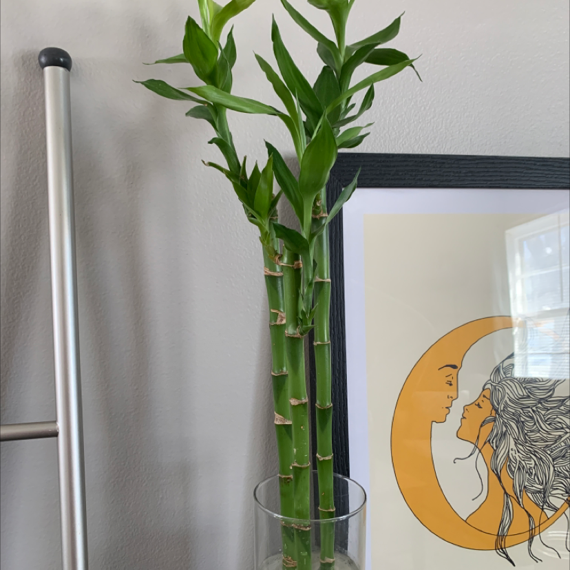 Photo of the plant species Common Bamboo by @CassyBrown named Bam Bam on Greg, the plant care app