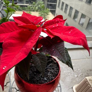 Poinsettia plant in Southbank, Victoria