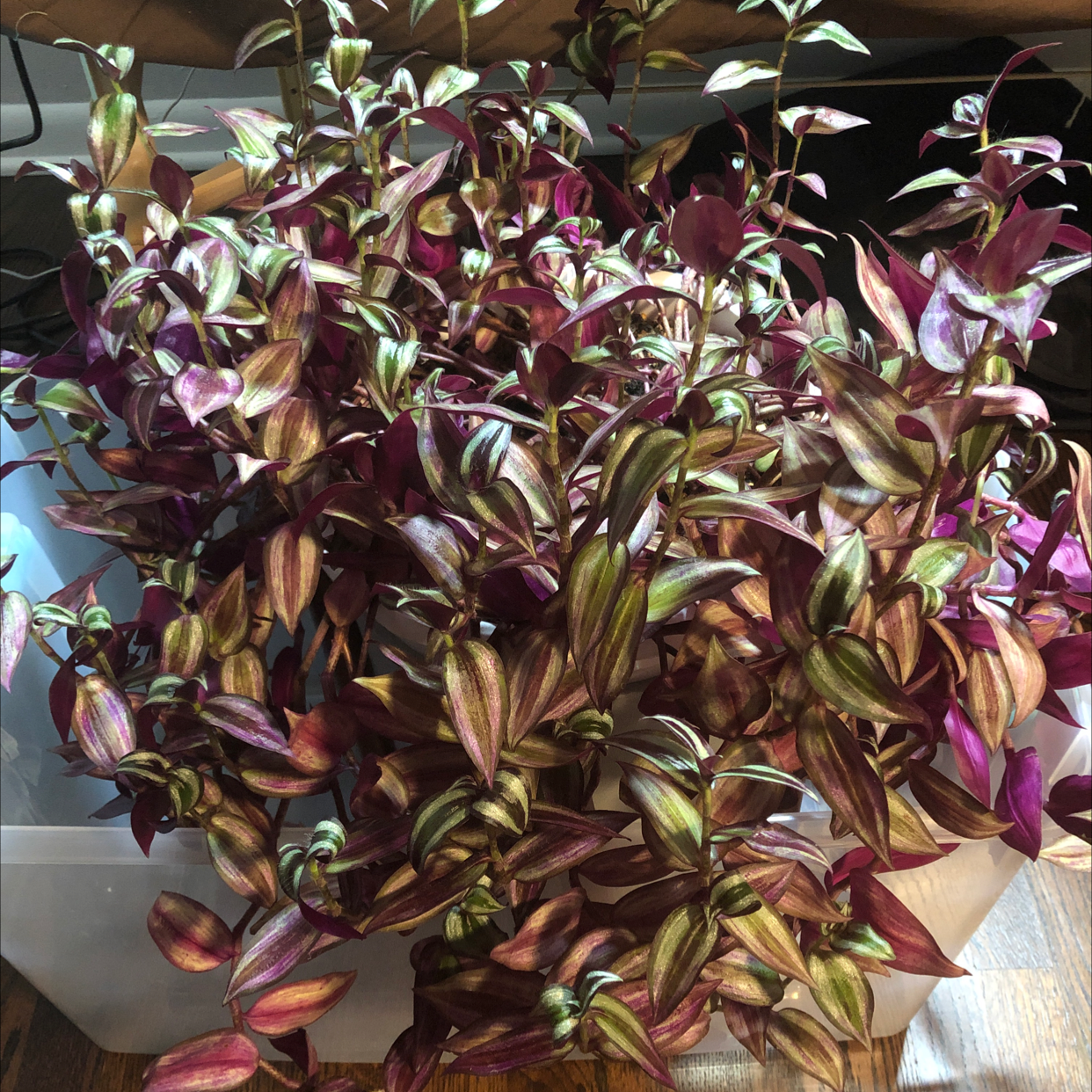 Spiderwort plant photo by @Tbell named Freud on Greg, the plant care app.