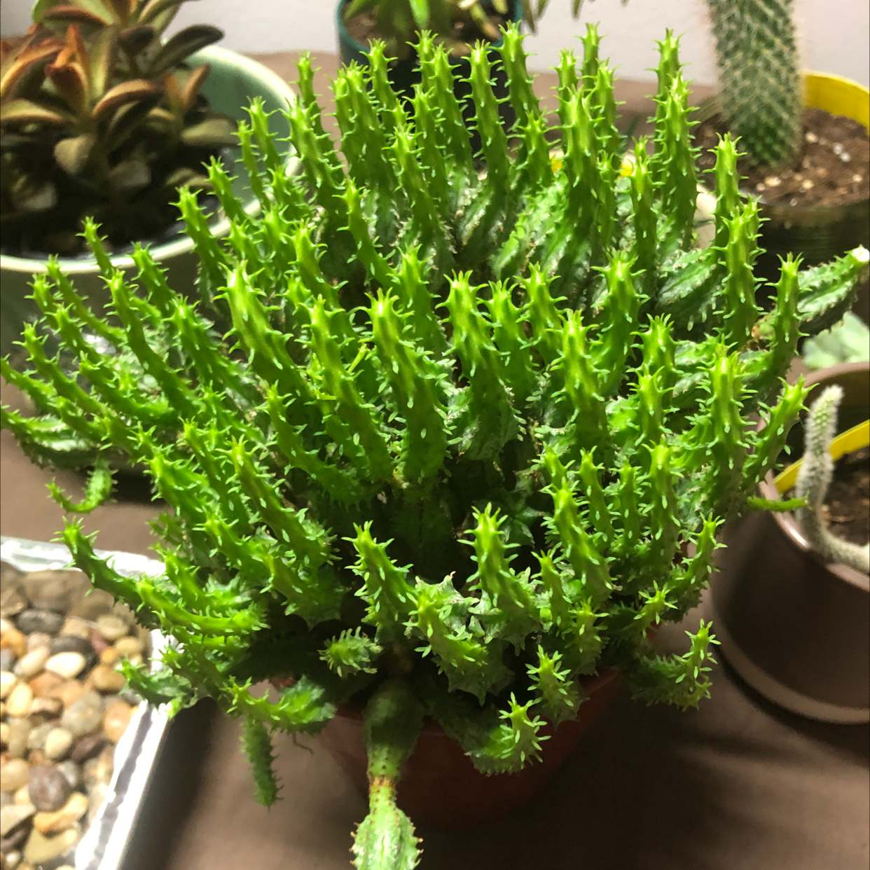 Photo of the plant species Corncob Cactus by @Tbell named Euphorbia mamillaris on Greg, the plant care app