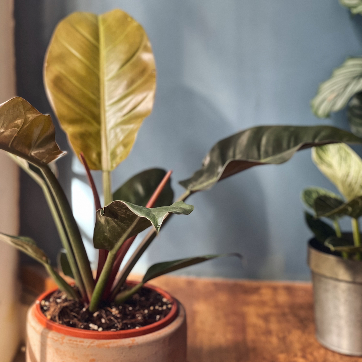 Blushing Philodendron plant photo by @Lorabsebastian named Kimpy on Greg, the plant care app.