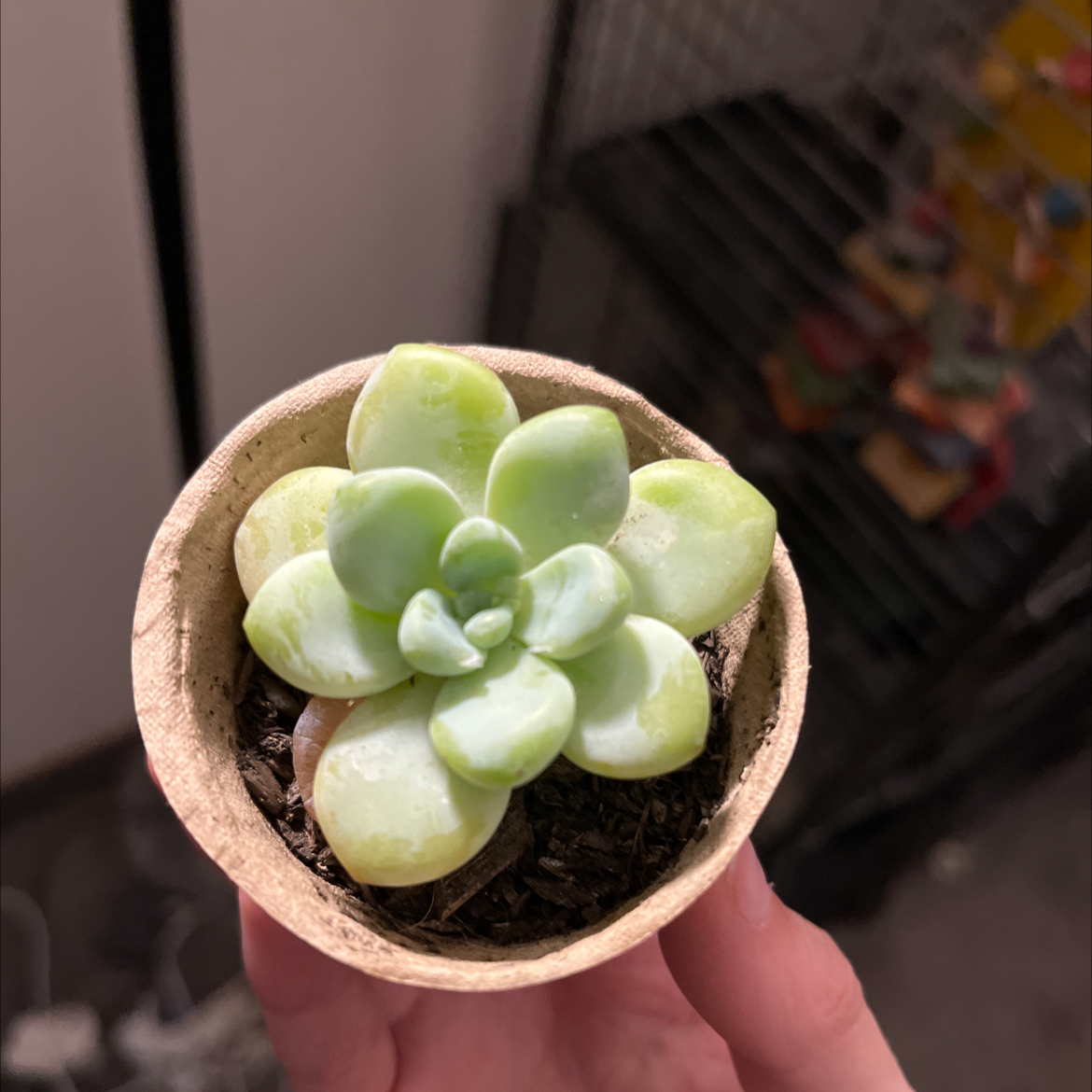 Photo of the plant species Echeveria 'Roundleaf' by @Spookyruca named Foxxy on Greg, the plant care app