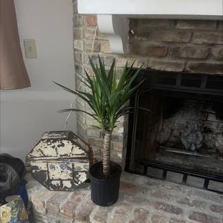 Blue-Stem Yucca plant in Metairie, Louisiana