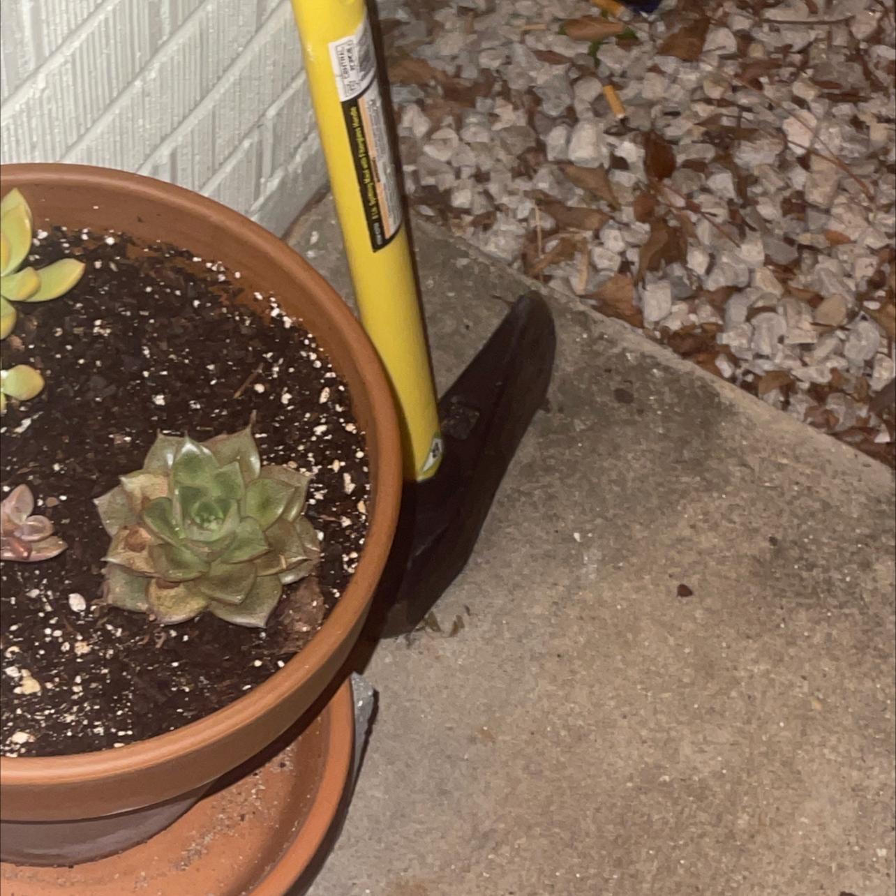Lipstick Echeveria plant photo by Geoffrey named Your plant on Greg, the plant care app.
