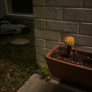 Moon Cactus plant in Metairie, Louisiana