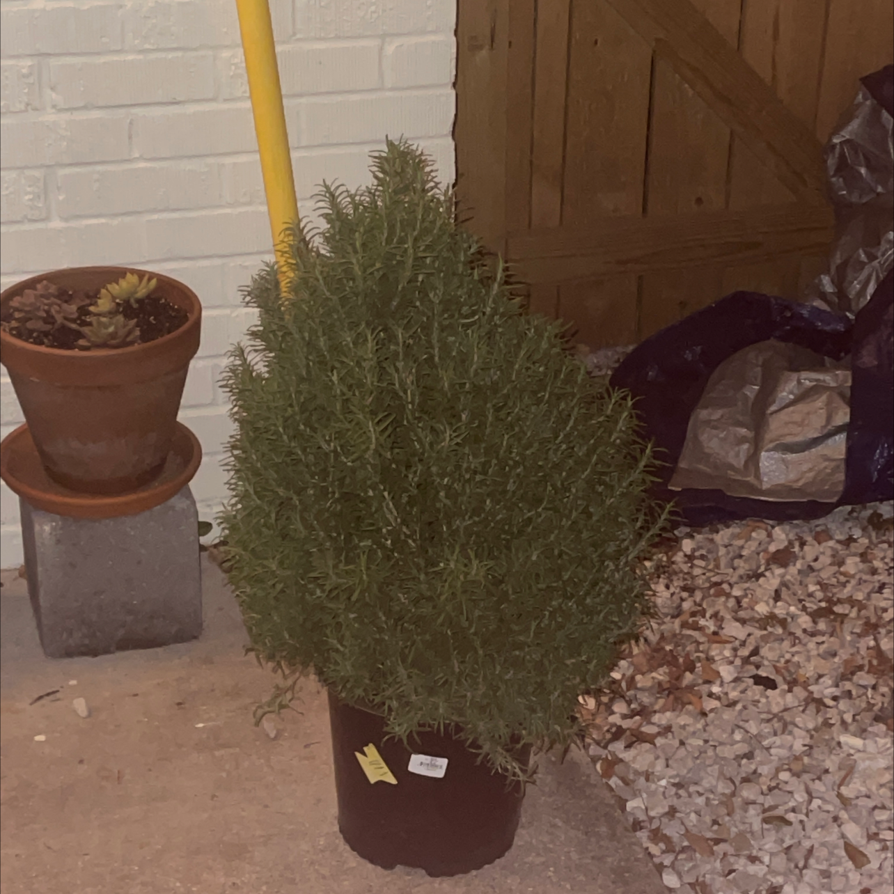 Rosemary plant photo by Geoffrey named Your plant on Greg, the plant care app.