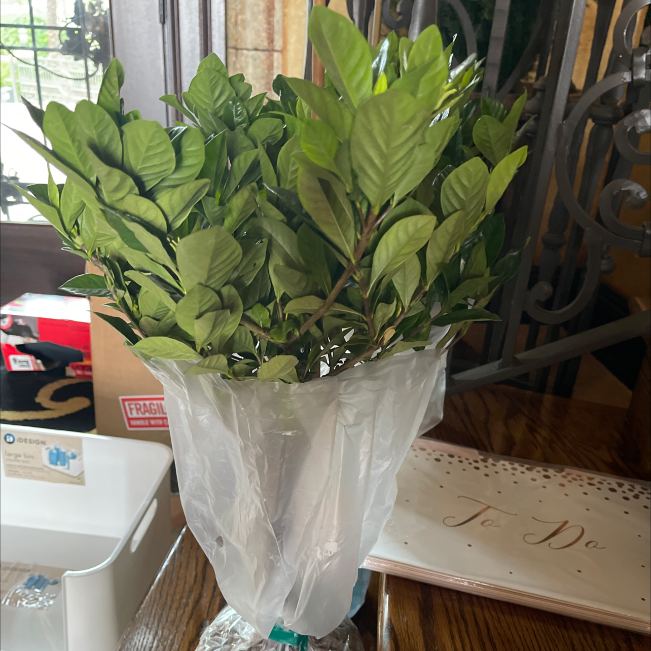 Cape Jasmine plant with lush green leaves in a plastic wrap, placed on a table.