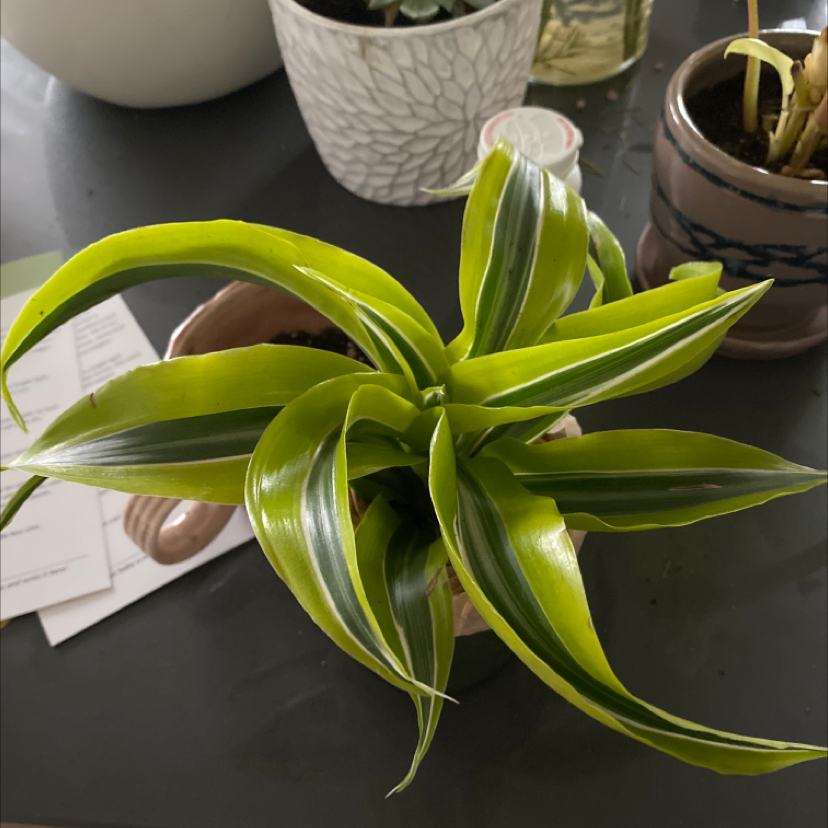 Dracaena 'Lemon Lime' plant with vibrant green and yellow-striped leaves in a pot.