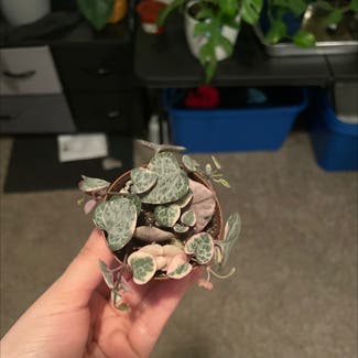 variegated string of hearts plant in Smock, Pennsylvania