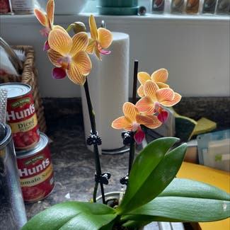 Phalaenopsis Orchid plant in Smock, Pennsylvania