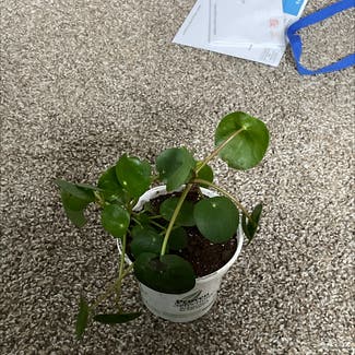Chinese Money Plant plant in Smock, Pennsylvania