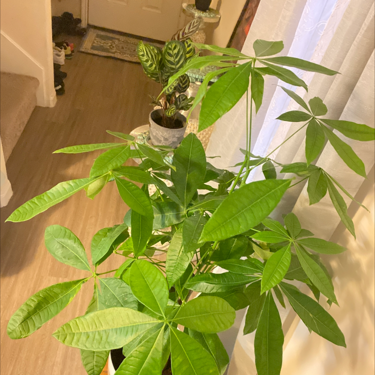 Money Tree plant photo by @Essential named Milli on Greg, the plant care app.