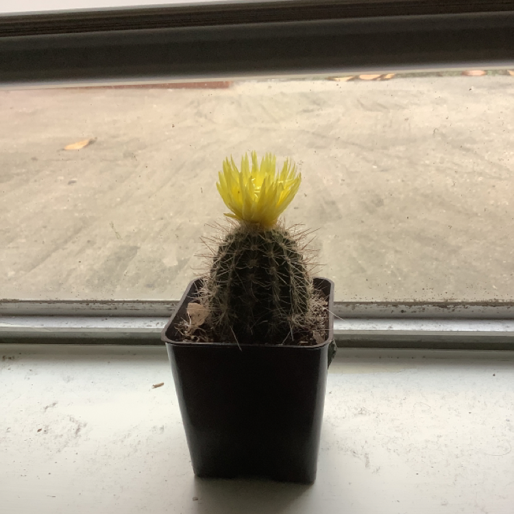 Golden Barrel Cactus plant photo by @Remote named Flim on Greg, the plant care app.