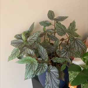 Angel Wing Begonia plant photo by @anniembrennan named Leonard on Greg, the plant care app.