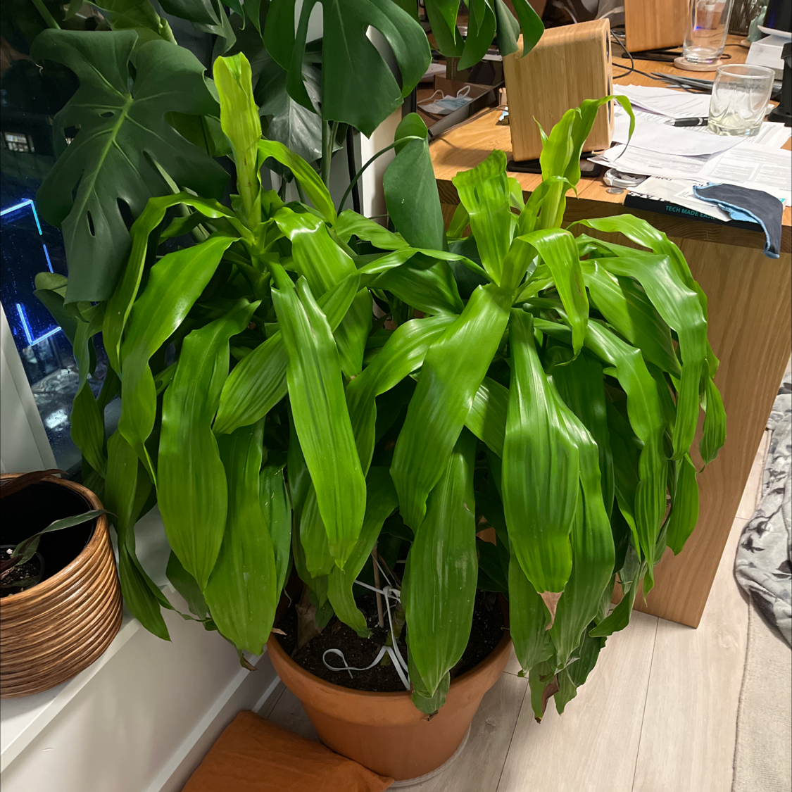 Dracaena Limelight plant with vibrant green leaves in a pot, partially visible soil.