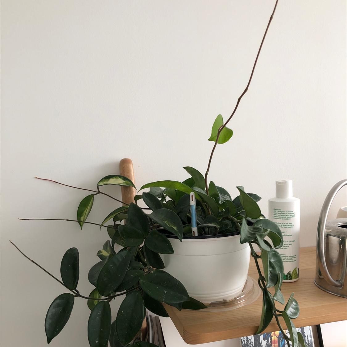 Photo of the plant species Waxplant by @Lissa named Coco on Greg, the plant care app