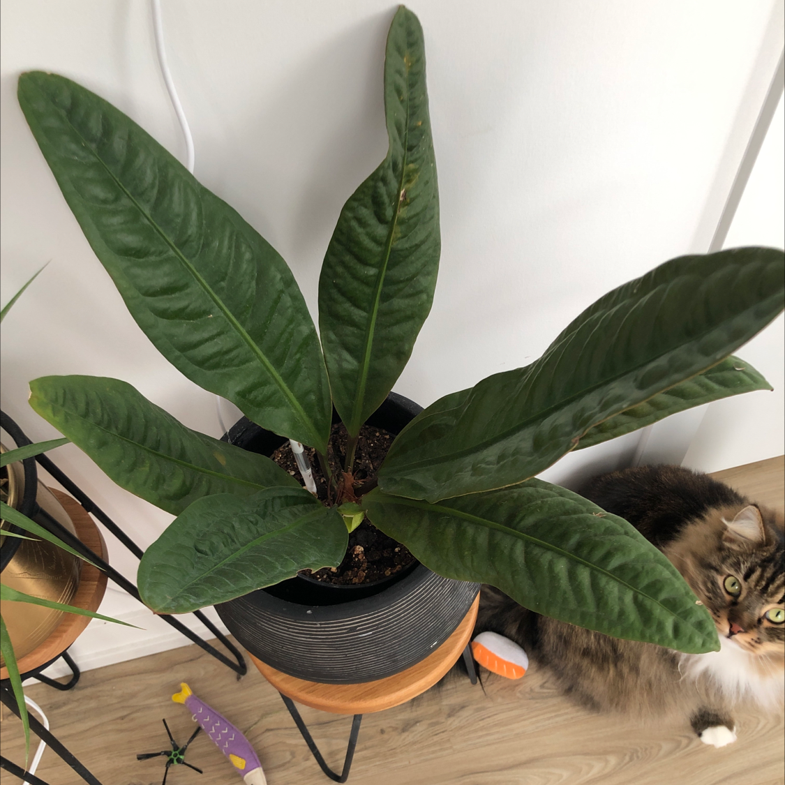 Healthy Anthurium superbum plant with large green leaves in a pot.