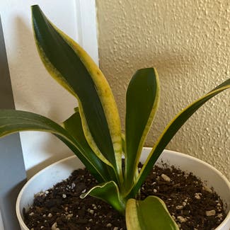 Snake Plant plant in Independence, Missouri