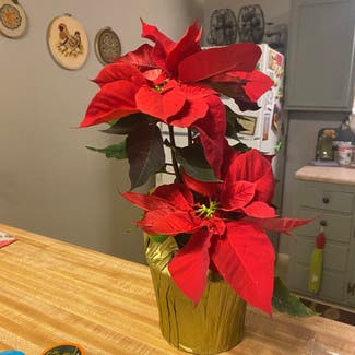Poinsettia plant in Independence, Missouri