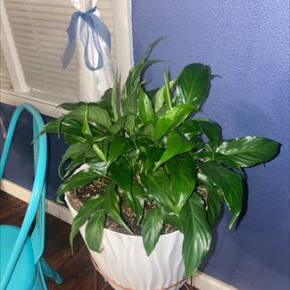 Peace Lily plant in Independence, Missouri