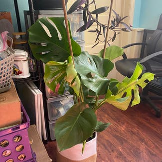 Monstera plant in Independence, Missouri