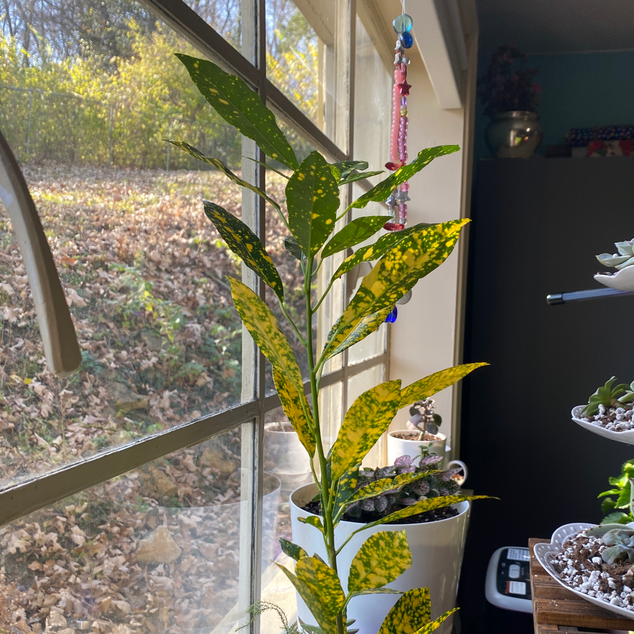 Healthy croton plant with vibrant yellow and green variegated leaves, placed indoors near a sunny window.