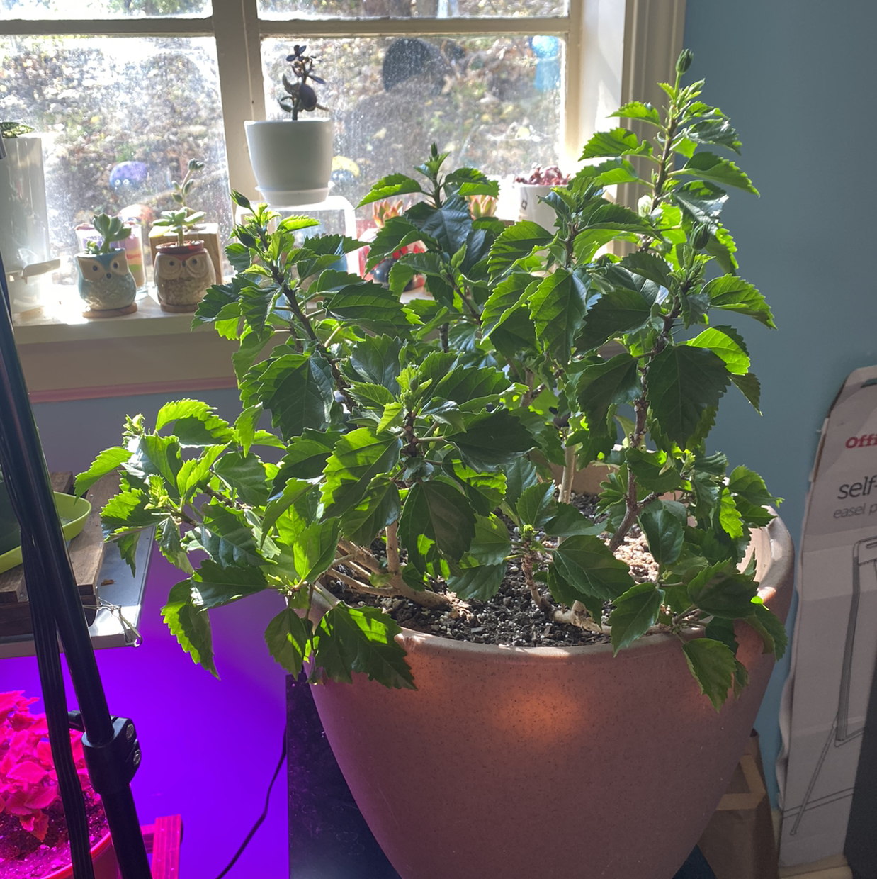 Hibiscus Tree plant photo by @ghettosaralee named Honey on Greg, the plant care app.