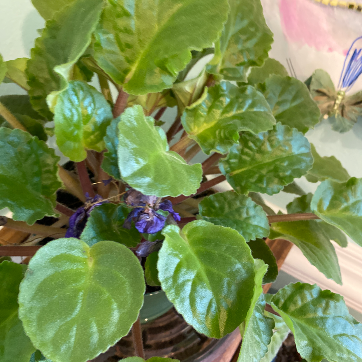 Kenyan Violet plant photo by Ellen named Mollie on Greg, the plant care app.