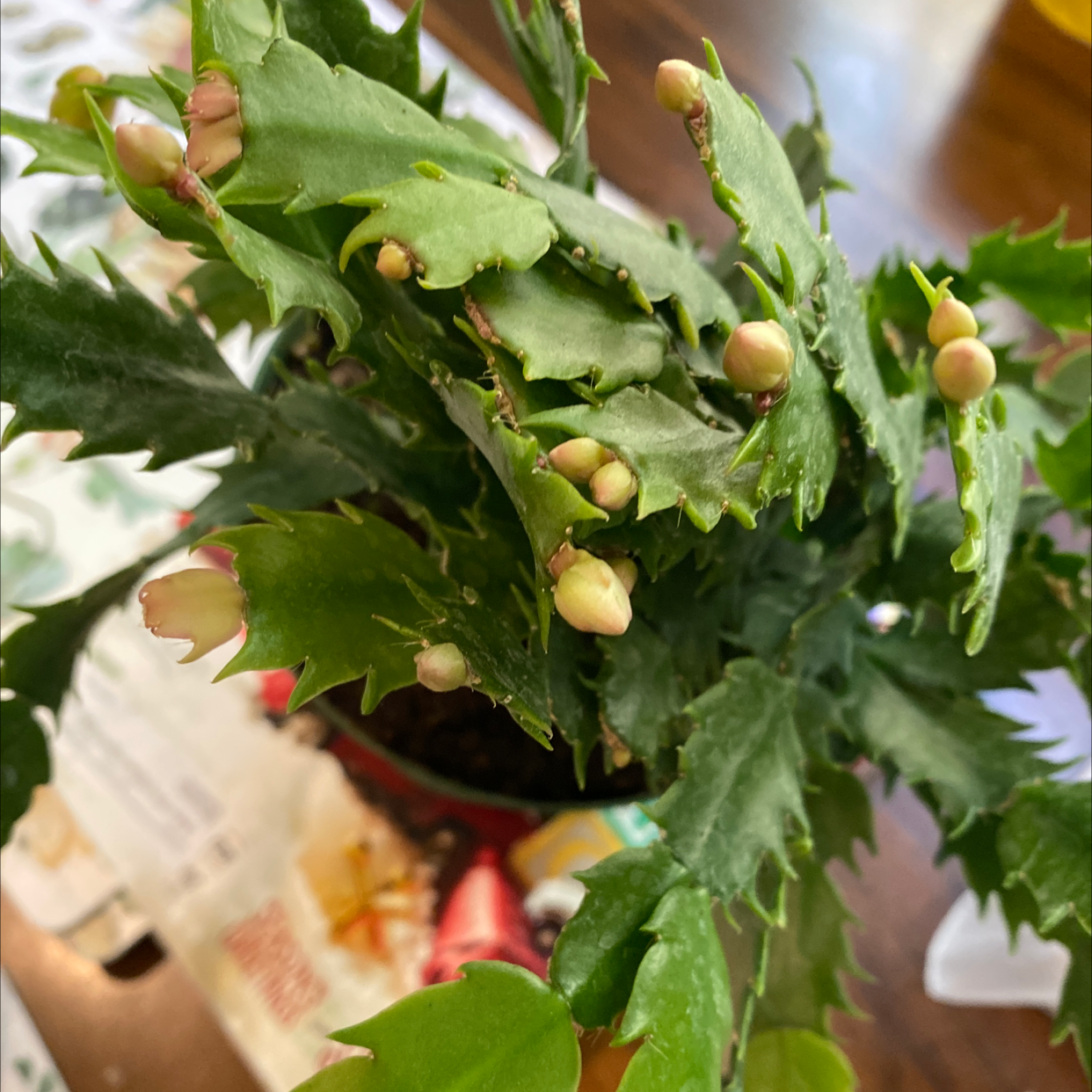 False Christmas Cactus plant photo by Ellen named Achilles on Greg, the plant care app.