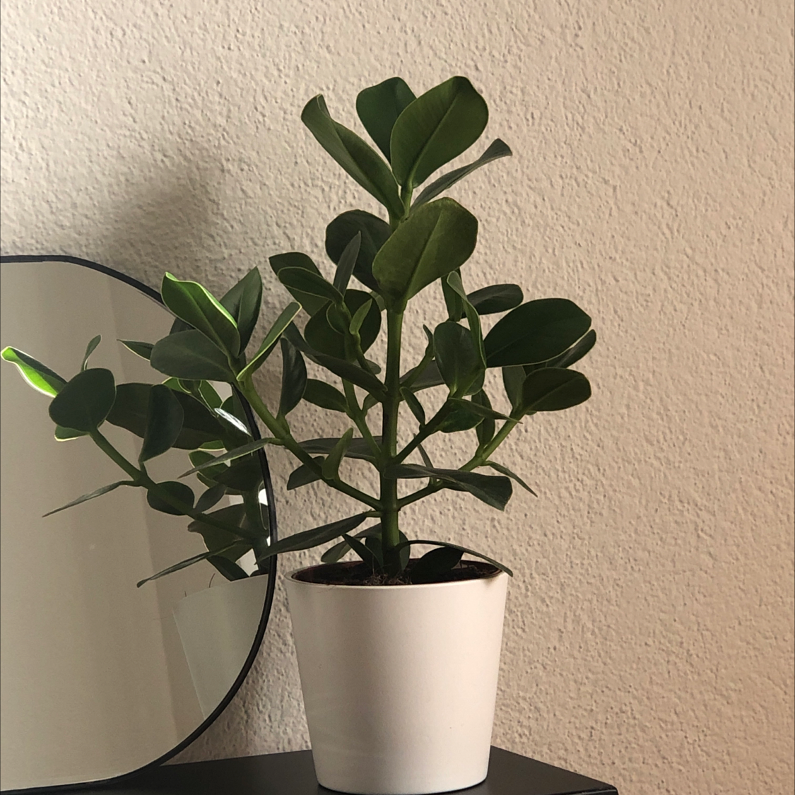 Photo of the plant species Autograph Tree by Anita named Pam on Greg, the plant care app