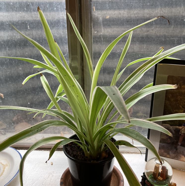 Spider Plant plant photo by @wadefox named Einstein on Greg, the plant care app.
